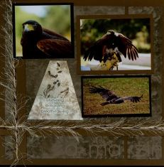 Birds of Prey Scrapbook Layout from Sketch