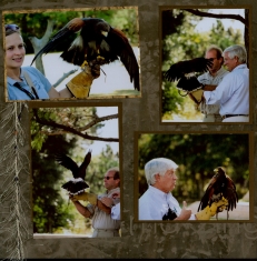 Birds of Prey Scrapbook Layout