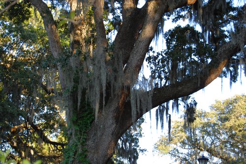 Halloween Scrapbook Grand Oak with Spanish Moss