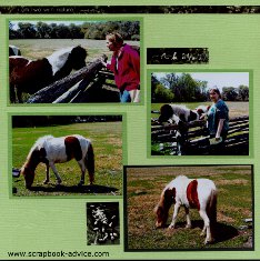 Magnolia Plantation Horses