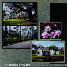 Magnolia Plantation Oak Trees