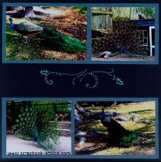 Magnolia Plantation Peacocks