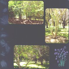 Norfolk Botanical Gardens Scrapbook Layout