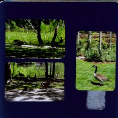 Norfolk Botanical Gardens Scrapbook Layout