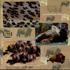 Yellowstone Scrapbook Layouts showing Buffalo & Calf and Buffalo Herds