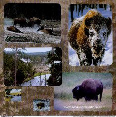 Yellowstone Scrapbook Layouts showing Buffalo at Hayden Valley & with snow