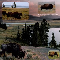 Yellowstone Scrapbook Layouts showing Buffallo in Lamar Valley
