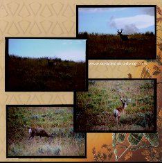 Yellowstone Park Scrapbook Layout showing the Deer in Full antler
