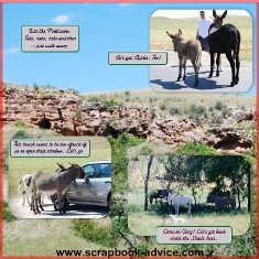 Custer State Park Scrapbook Layout of Donkeys in the Road