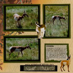 Yellowstone Park Scrapbook Layout showing the Pronghorn wildlife