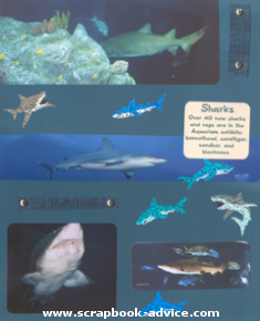 Aquarium Scrapbook Layout