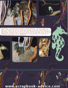 Aquarium Scrapbook Layout