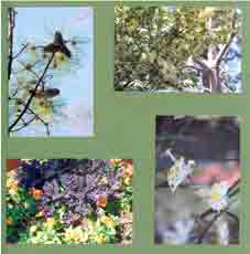 Flower Scrapbook Layout from Sketch