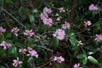 Flowers Table Rock SC