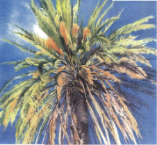 Scrapbook Paper Hawaiian Palms looking up into palm tree from below