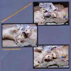 Canine Assistants Scrapbook Layout