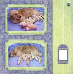 Canine Assistants Scrapbook Layout