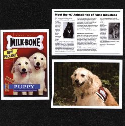 Canine Assistants Scrapbook Layout