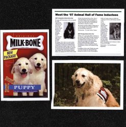 Canine Assistants Scrapbook Layout