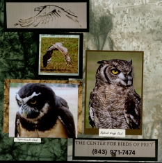 Birds of Prey Scrapbook Layout