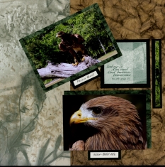 Birds of Prey Scrapbook Layout