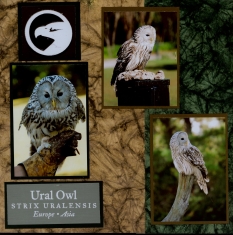 Birds of Prey Scrapbook Layout