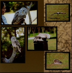 Birds of Prey Scrapbook Layout