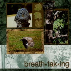 Birds of Prey Scrapbook Layout