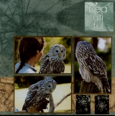 Birds of Prey Scrapbook Layout
