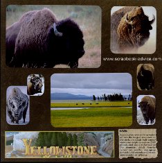Yellowstone Scrapbook Layouts showing Buffallo in Lamar Valley