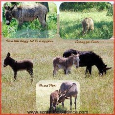 Custer State Park Scrapbook Layout of Donkeys in the Road