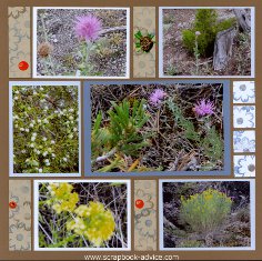 Yellowstone Park Scrapbook Layout showing various flowers groing in the Park