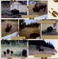 Yellowstone National Park Scrapbook Layout Ideas