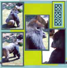 Gorillas Layout Gorillas Layout