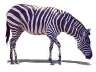 Zoo Africa Scrapbook Layout of Zebra