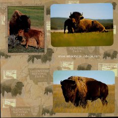 Yellowstone Scrapbook Layouts showing Buffalo & Calf and Buffalo Herds