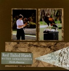 Birds of Prey Scrapbook Layout