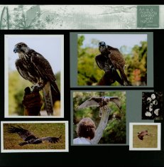 Birds of Prey Scrapbook Layout
