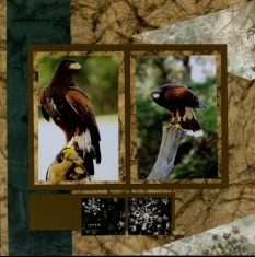 Birds of Prey Scrapbook Layout