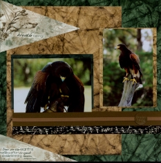 Birds of Prey Scrapbook Layout