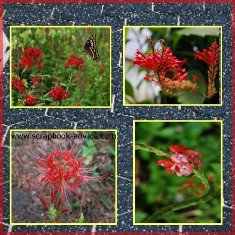 Digital Scrapbook Layout of Cypress Gardens near Charleston SC 