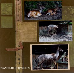Magnolia Plantation Deer