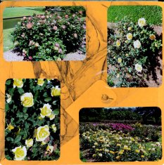 Norfolk Botanical Gardens Scrapbook Layout
