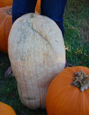 Halloween Scrapbook and Photo Tips