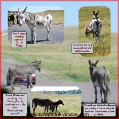 Custer State Park Scrapbook Layout of Donkeys in the Road