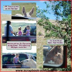 Custer State Park Scrapbook Layout of Donkeys in the Road