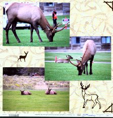 Yellowstone Park Scrapbook Layout & Embellishments