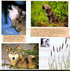 Yellowstone Park Scrapbook Layout & Embellishments