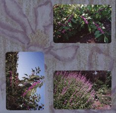 Charleston SC Scrapbook Layout